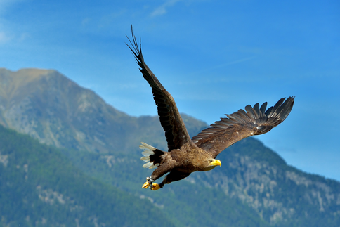 EUROPEAN SEA EAGLE