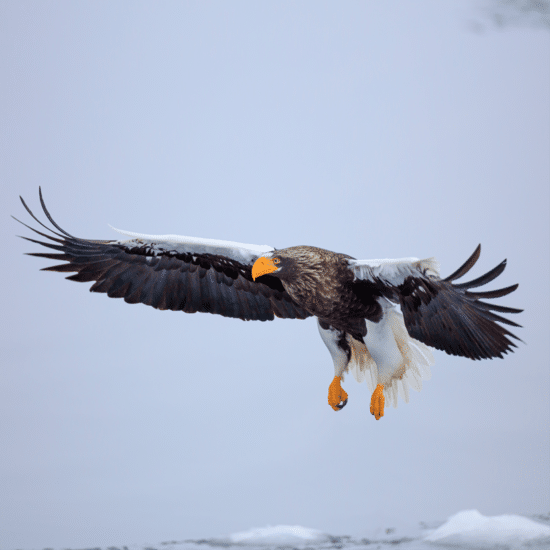 Riesenseeadler